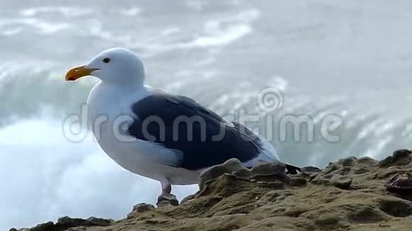 海鸥鸟站在岩石上视频的预览图