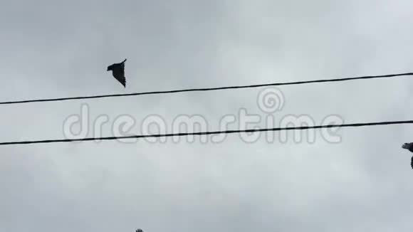 一群鸽子坐在电线上然后飞走了视频的预览图