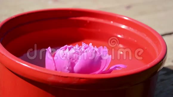 粉红色的牡丹花浸在红泥碗里视频的预览图