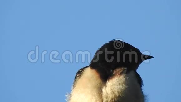 蓝色背景下的燕子鸟视频的预览图