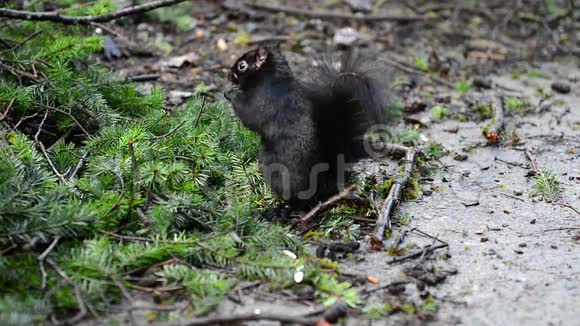 许多黑松鼠在绿松树下觅食视频的预览图