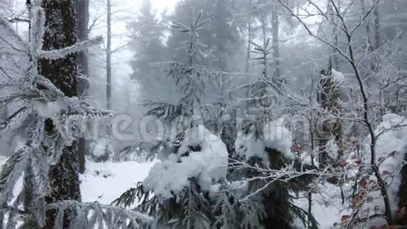 在森林里白雪覆盖的树木白冬电影视频的预览图