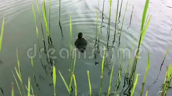 小鸭子在水中缓慢地游动视频的预览图