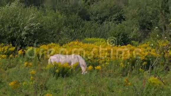 马在晴朗的天气里放牧视频的预览图