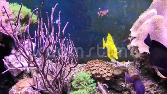 鱼缸里装满了水用来饲养活的水下动物小丑鱼和红或海花视频的预览图