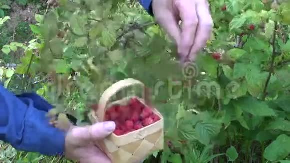 在夏林采摘野生草莓视频的预览图