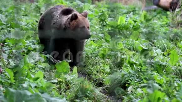 灰熊在绿油油的地区行走视频的预览图