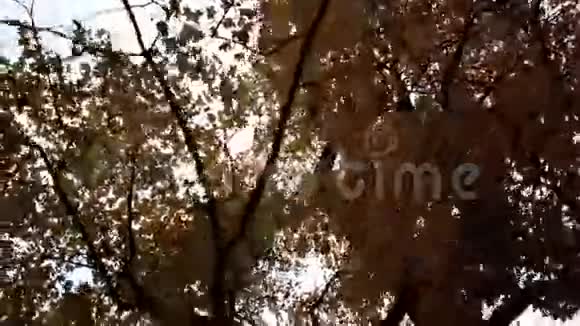 上观高大的枫树秋天公园电影视频的预览图