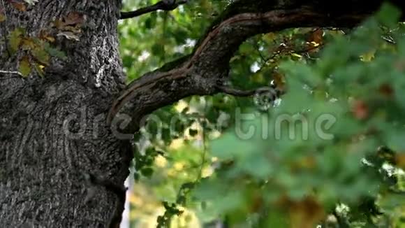 橡树枝和一些叶子的形象视频的预览图