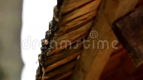 在木屋顶上发现泥土和苔藓视频的预览图