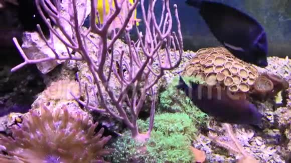 鱼缸里装满了水用来饲养活的水下动物小丑鱼和红或海花视频的预览图