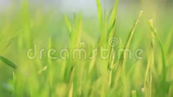 绿草如茵风视频的预览图