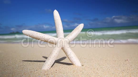 热带沙滩上的白色海星视频的预览图