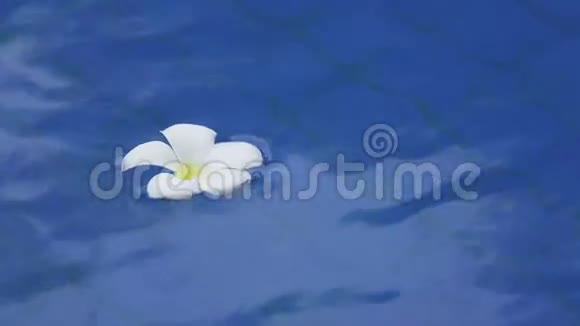 在热带度假胜地的池水中漂浮着白色的梅花视频的预览图