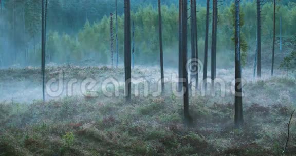 穿过松树林的雾气流逝视频的预览图