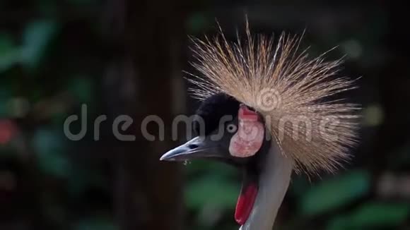 灰色冠鹤平纹肖像视频的预览图