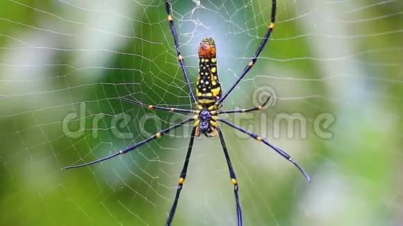 网上漂亮的大蜘蛛视频的预览图