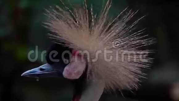 白鹤灰冠画像视频的预览图