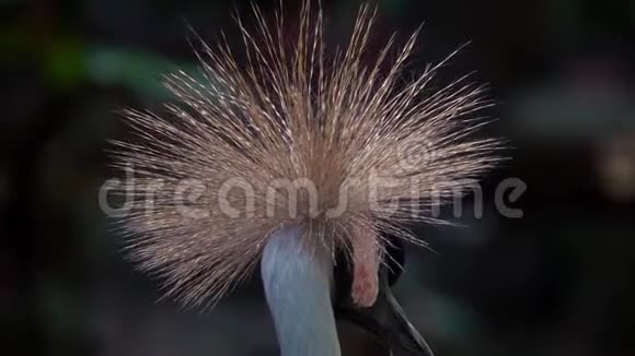 白鹤灰冠画像视频的预览图