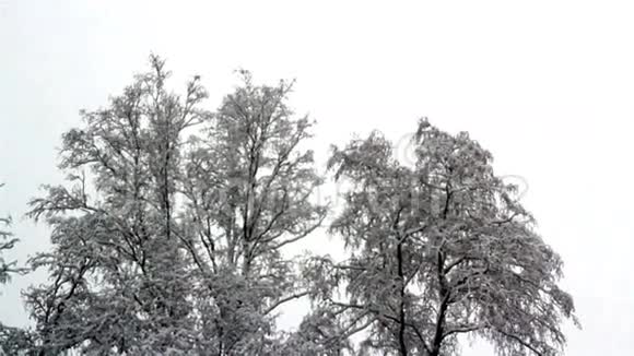 有大树的地区全是雪视频的预览图