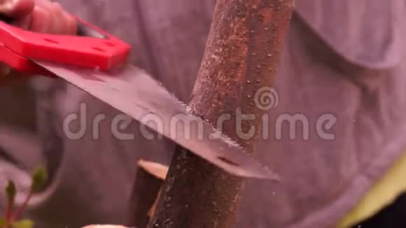 女人用手锯木头树枝锯是由硬刀片组成的工具视频的预览图