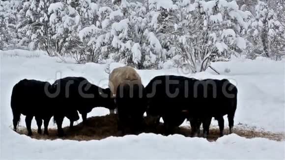 六头奶牛在雪地上吃草视频的预览图