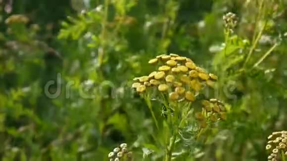 浅黄黄色花灌木在风高清镜头下的苦金钮扣型多年生草本视频的预览图