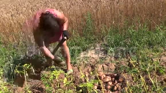 农妇收割用叉子挖生态马铃薯视频的预览图
