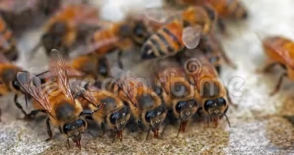 欧洲蜂蜜蜜蜂蜜蜂石头上的蜜蜂诺曼底实时4K视频的预览图