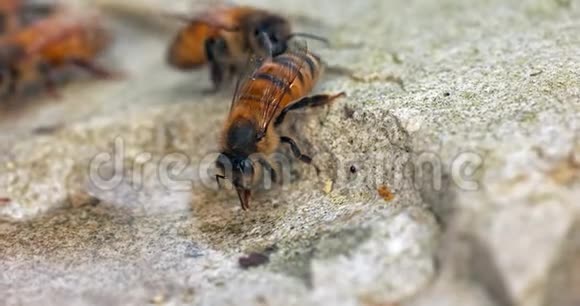 欧洲蜂蜜蜜蜂蜜蜂石头上的蜜蜂诺曼底实时4K视频的预览图