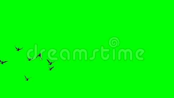 鸽子飞行3种不同的视图绿色屏幕视频的预览图