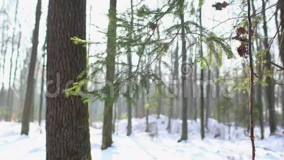 白雪森林圣诞树多莉视频的预览图