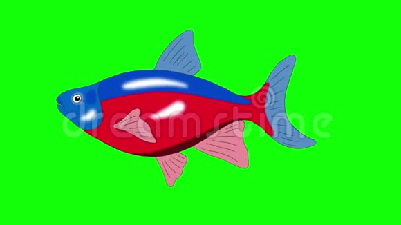 红蓝纹水族馆鱼色键环视频的预览图