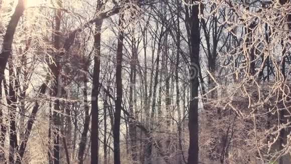 冰冻的树冬季森林阳光透过覆盖着雪的树枝照耀视频的预览图