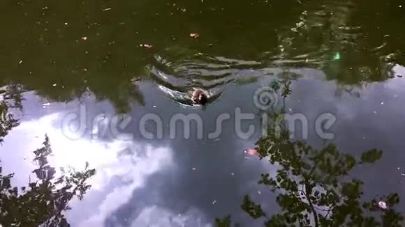 池塘里的小鸭子慢动作视频的预览图