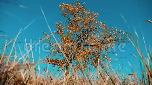 干树干草动秋叶干树靠蓝天枝上背景自然秋天的生活方式视频的预览图