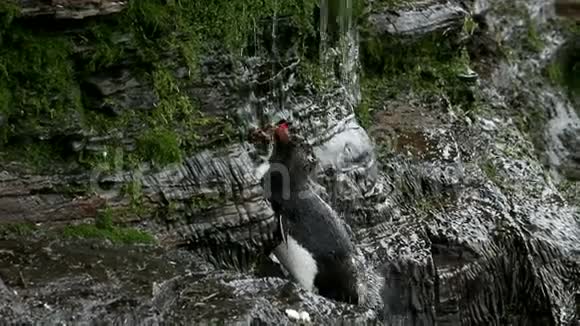 企鹅正在洗澡视频的预览图