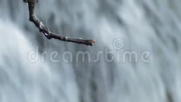 水滴在泉水中滑落在树枝上视频的预览图