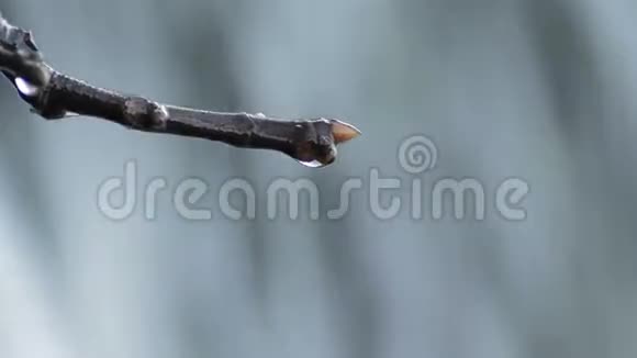 水滴在瀑布中滑落在树的干枝上视频的预览图