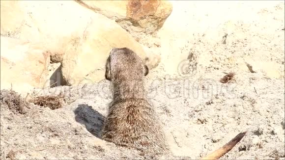 猫鼬搜索食物视频的预览图