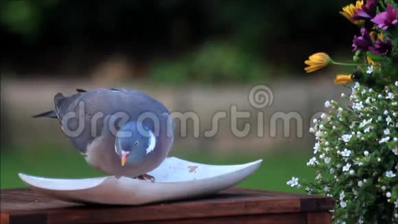 花园里鸽子啄粮食视频的预览图