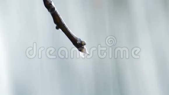 水滴在天然泉水中滑落在树枝上视频的预览图