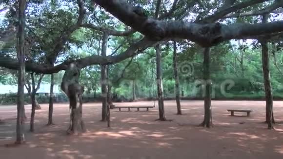印度泰米尔纳德邦奥罗维尔绿色公园的大榕树视频的预览图