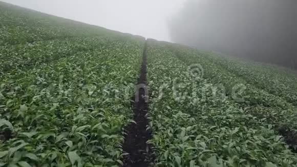 台湾阿里山山区乌龙茶种植鸟瞰图视频的预览图