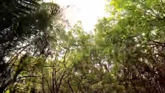 丛林冠POV视图通过视频的预览图