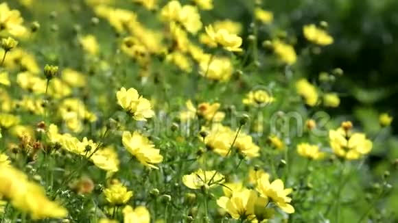 黄色宇宙花开在花园里视频的预览图