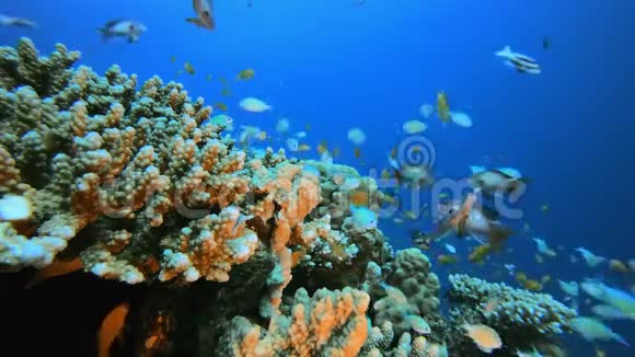五彩缤纷的珊瑚礁视频的预览图