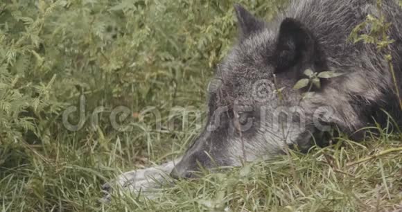 4K电影野狼视频的预览图