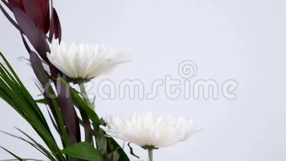 特写花花束在白色背景上旋转花的组成由柳菊花组成视频的预览图