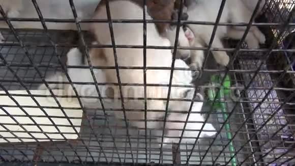 在孟买市场的笼子里玩耍的漂亮小狗视频的预览图